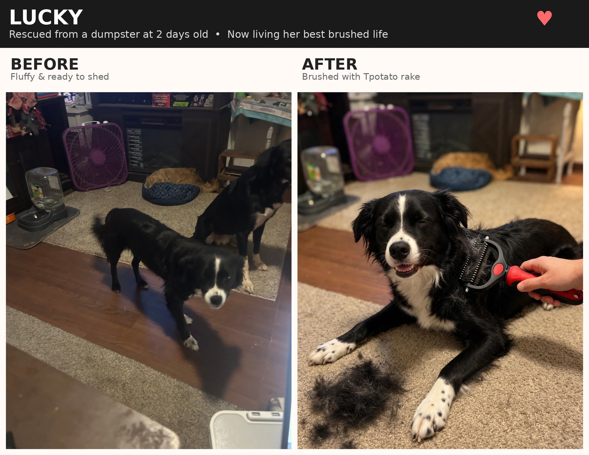 Deshedding Pet Brush for Dogs & Cats by Wowza Finds